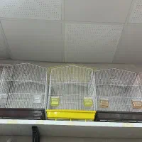 پت شاپ گلستان انواع پرنده و‌لوازم|پرنده|بیرجند, |دیوار