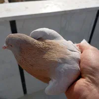 کفتر|پرنده|تهران, جنت‌آباد جنوبی|دیوار