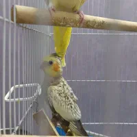 عروس هلندی سالم|پرنده|قم, شهرک مهدیه (مدرس)|دیوار