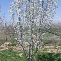 باغ-1200-متری-بر-اتوبان-نظراباد-به-اشتهارد