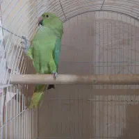 طوطی ملنگو ماده|پرنده|فردیس, منظریه|دیوار