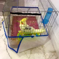 فروش عروس هلندی سخنگو