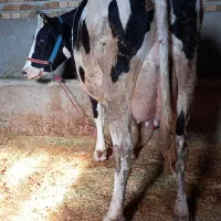 گاو نوبرهلشتاین آبستن شیربالا