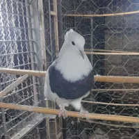کبوتر