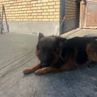 سگ نر ، ۲/۵ ساله ژرمن خالص|سگ|قرچک, شهرک صنعتی قرچک|دیوار