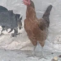 مرغ تخم گذار کردی اصل