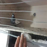 جفتی سرته درشت لون دار پرشتی|پرنده|سیلاخور, |دیوار