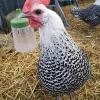 فروش تخم نطفه دار و جوجه (براکل )نژاد بلژیکی|حیوانات مزرعه|بندرعباس, |دیوار