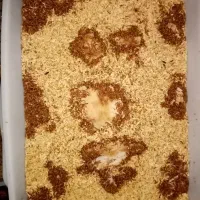 میلورم زنده درجه 1|خزنده|گنبد کاووس, |دیوار