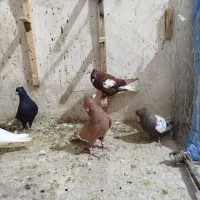 دسته ۲۲تایی|پرنده|شیراز, ارم|دیوار