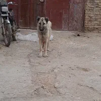 توله سگ سرابی