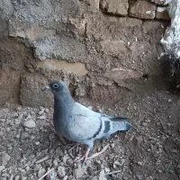 کفتر پلاکی معاوضه