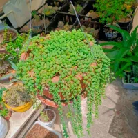 کاکتوس گل آپارتمانی قوره ای پر سن و سال دار|گل و گیاه طبیعی|تهران, مسعودیه|دیوار