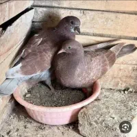 بالا طوقی