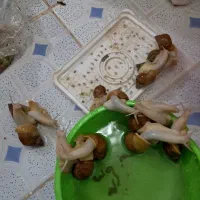 حلزون پرورشی