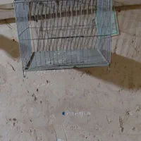 فروش یک عدد سهره ماده گل زیبا سهره رسمی بلند|پرنده|بومهن, |دیوار