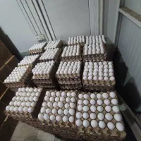 پخش تخم مرغ باتاب