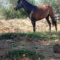 اسب مادیان|اسب و تجهیزات اسبسواری|پیشخور, |دیوار