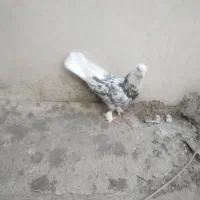 کفتر|پرنده|تهران, قصر فیروزه ۲|دیوار