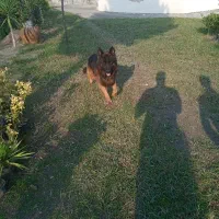 سگ ژرمن شپرد