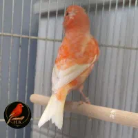 قناری رد فاکتور اورجینال