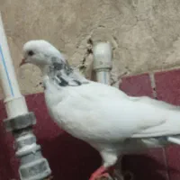 کبوتر ،کفتر سالم به شرط|پرنده|گرگان, |دیوار