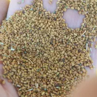 بذرینجه|خدمات باغبانی و درختکاری|برازجان, |دیوار