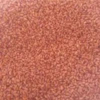 گندم بذر درجه ۱  سالم پاک و سم شده