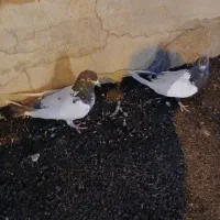 کبوتر، نرو ماده