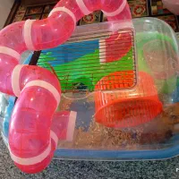 همستر با قفس