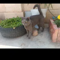 گربه گمشده|گربه|میانه, |دیوار