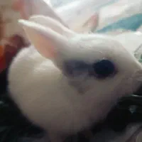 خرگوش