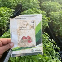 انواع نشا و بذر.گوجه فلفل بادمجان کلم هندوانه جانا