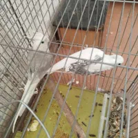 عروس هلندی|پرنده|صدرا-فارس, فاز ۱|دیوار