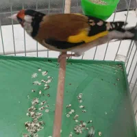 سهره دهن باغی قدیم|پرنده|قروه, |دیوار