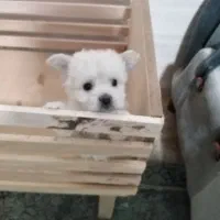 سگ سایز ریز و خوشکل|سگ|شیراز, حافظیه|دیوار