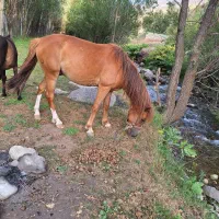 اسب نریون اخته شده. بسیار ارام .و تیز|اسب و تجهیزات اسبسواری|کرج, گلدشت|دیوار