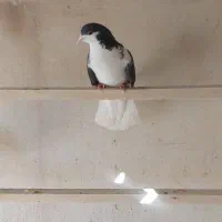 ماده پلاس|پرنده|قم, انسجام|دیوار