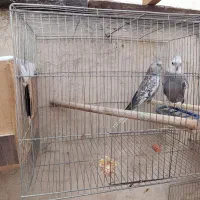 جوجه عروس لوتینو و گرینچیک سرلاکی|پرنده|علیآباد کتول, |دیوار