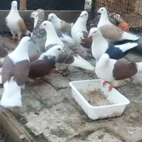 پشتدار المانی|پرنده|بشاریات, |دیوار