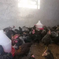فروش اردک و غاز نر،تخم شاخدار،جوجه خروس،بوقلمون|حیوانات مزرعه|شیراز, نصرآباد|دیوار