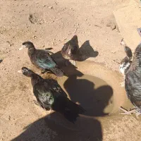 اردک اسرائیلی