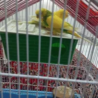 مرغ عشق (طوطی.)|پرنده|میانه, |دیوار