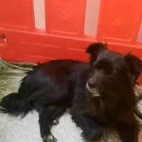 سگ اشپیتس ماده دوساله