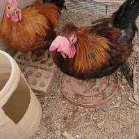 خروس|حیوانات مزرعه|اصفهان, سعادتآباد|دیوار