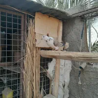 کفتر فروشی دونی ۱۰۰همه سالم سالم هسن