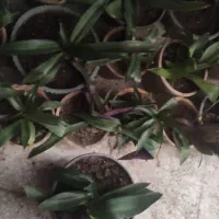 گل ارزون|گل و گیاه طبیعی|شیراز, انجیر|دیوار