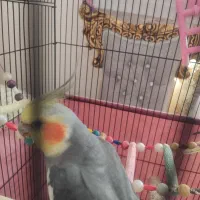 عروس هلندی|پرنده|مریوان, |دیوار