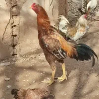 خروس لاری 2500