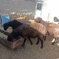 3رس قوچ افشار درج یک دونه ی 30تومن